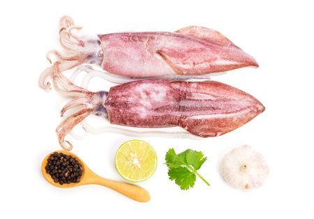 fresh raw squid, two seafood with a slice of lemon Coriander Garlic. top view, isolated on white backgroundの写真素材