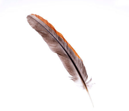 Bird feathers, beautiful eagle feathers isolated on a white backgroundの写真素材