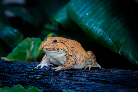 A frog is a wild animal in nature in the pond. Frog is an amphibian on a green leaf background.の写真素材