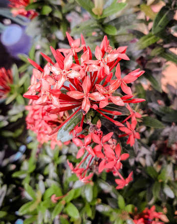beautiful flowers that bloom in the morning