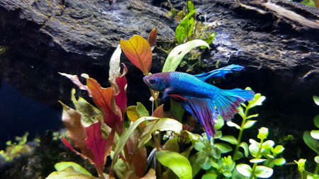 The combination of the beauty of the color of betta fish and plants in calm water can bring a...