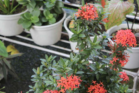 the red flowers are so charmingの写真素材