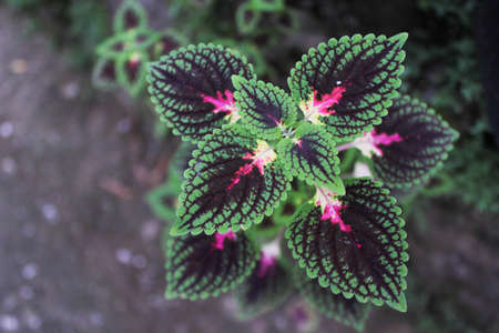 flowers that look beautiful at duskの写真素材