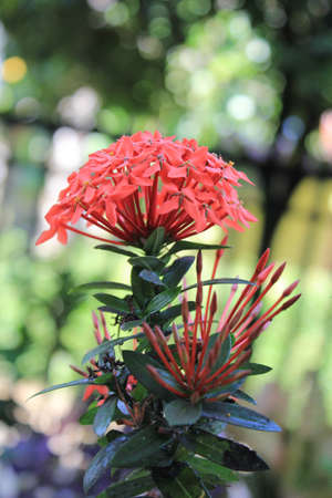 the red flowers are so charmingの写真素材