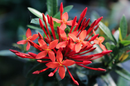 the red flowers are so charmingの写真素材