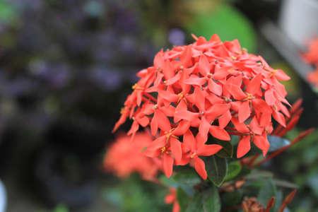 the red flowers are so charmingの写真素材