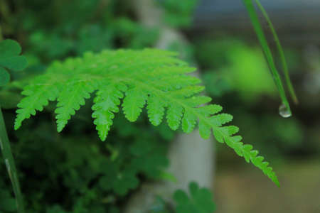 fern in the morning