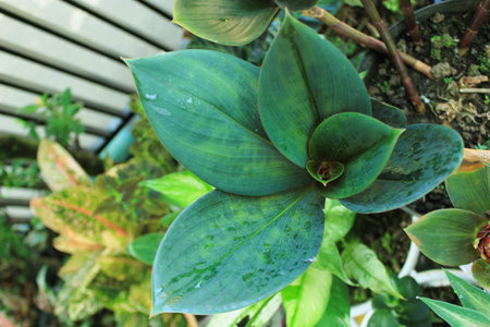 green leaf is freshの写真素材
