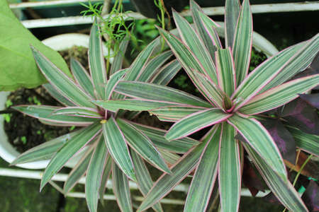 aloe vera pinkの写真素材