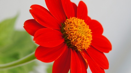 flowerの写真素材