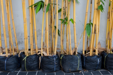 Yellow bamboo in pots.の写真素材