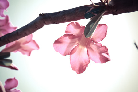 Adenium flowers in vintage style sky backgroundの写真素材