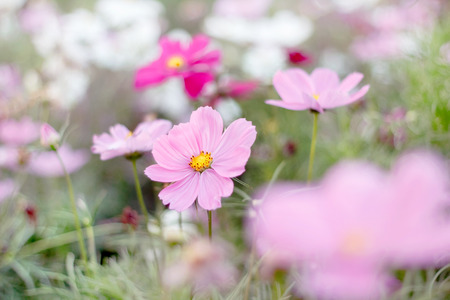 Beautiful flower of grass in bloomingの写真素材