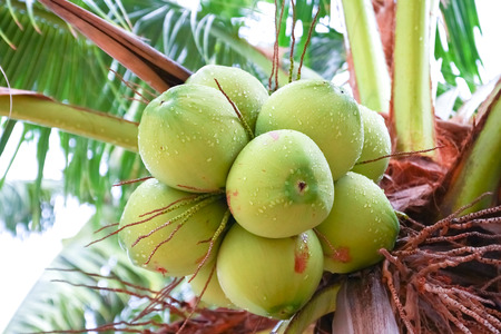 Coconut on the tree.