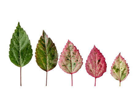 Colorful leaves. isolated on white background