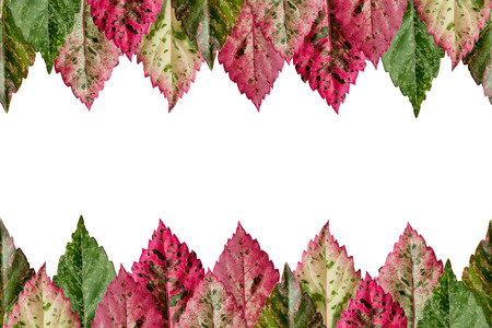 Colorful leaves. background