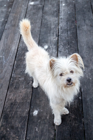 Cute white dog on wood floorsの写真素材
