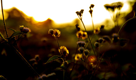 Flower of grass at sunsetの写真素材