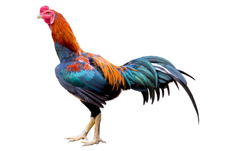 Gamecock. isolated on a white background