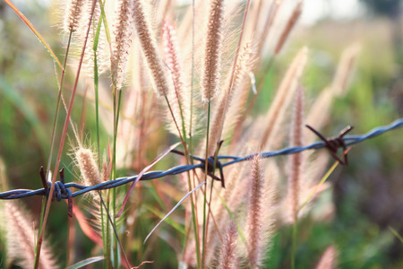 Flowers with barbed wireの写真素材