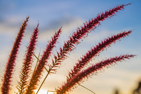 Grass flowers backlit sunset.の写真素材