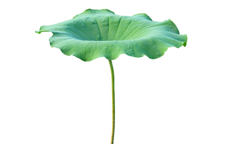Lotus leaf. isolate on white background.の写真素材