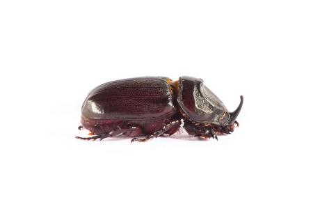 Rhinoceros beetle, Rhino beetle, Hercules beetle, Unicorn beetle, Horn beetle