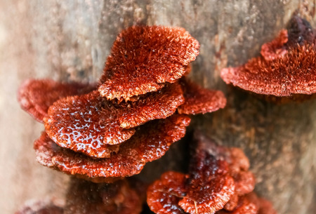 The orange mushrooms on logs.の写真素材