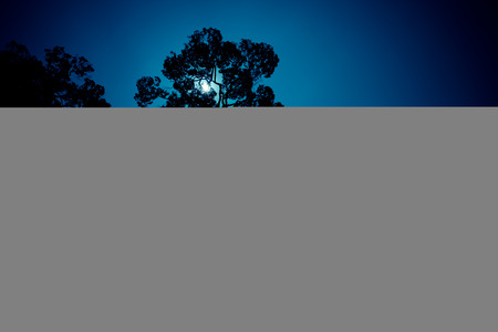 tree at sunset backgroundの写真素材