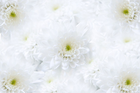 white flowers on white backgroundの写真素材