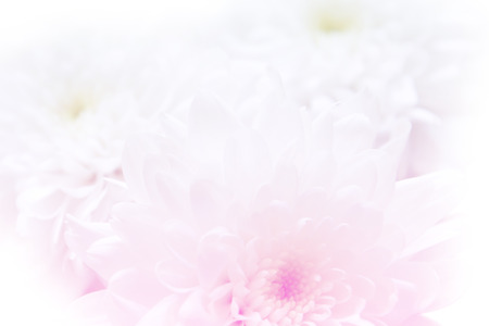 white flowers on white backgroundの写真素材