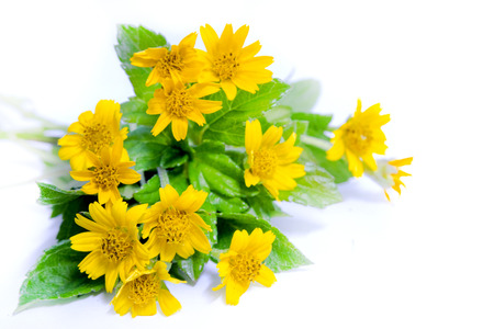 yellow flower isolated on white background