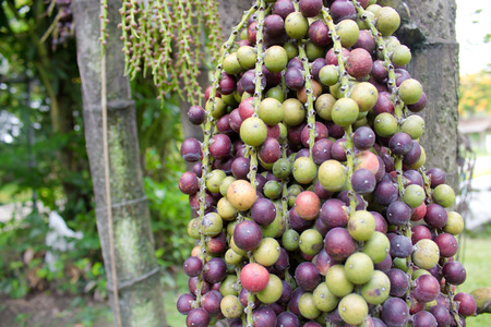 areca fruits