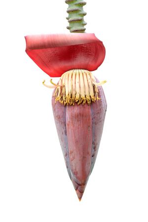 Banana flower isolated on white background.の写真素材