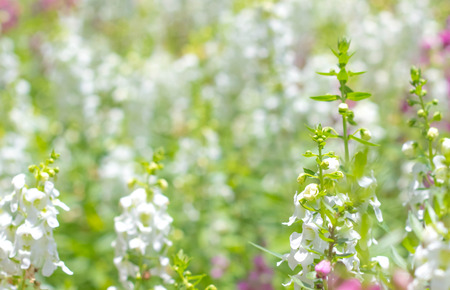 Beautiful flowersの写真素材