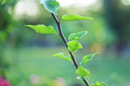 Bougainvillaeaの写真素材