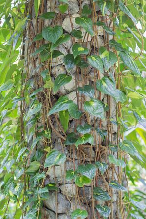 Piper betle Linn.  PIPERACEAEの写真素材