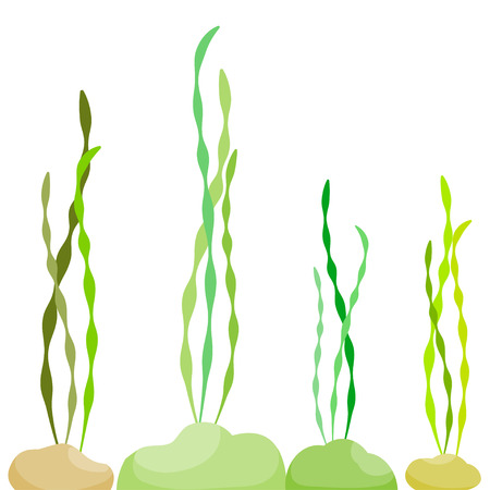 algae in the sea Vector illustrationのイラスト素材