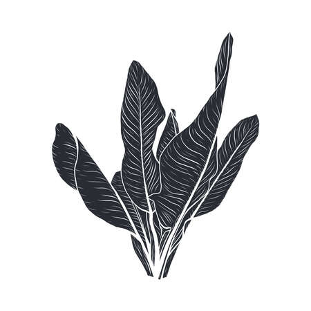 Tropical plants hand drawn. leaf isolated on white background. Vector illustrationのイラスト素材