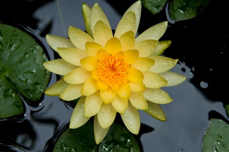 Yellow lotus Bloom in pond.の写真素材