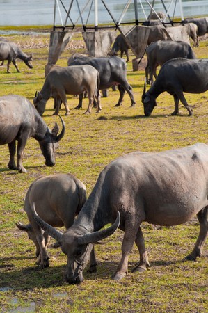 Buffaloes eating grass.の写真素材