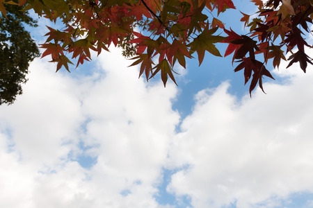 yellow and red autumn leaf, tree with blue sky tunnelの写真素材