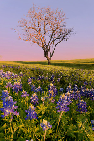 Wild flower Bluebonnet in Ennis City, Texas, USA, at sunset, duskの写真素材