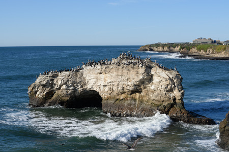 A number of birds on  Natural Bridge rock, Pacific Ocean along Big Sur National Forest.の写真素材
