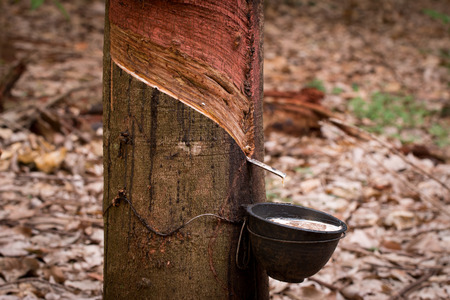 Natural latex dripping from a rubber tree at a rubber tree plantation in Thailand.の写真素材