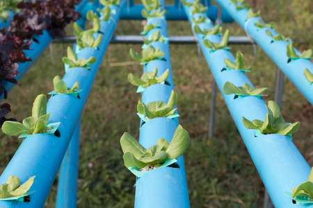 Growing vegetables without soil rich with organic vegetables vegetable Hydroponics.の写真素材