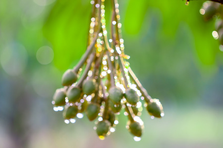 Durian flower.