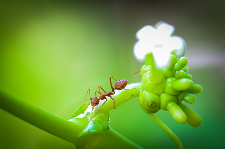 Red ants are foraging in flowers.の写真素材