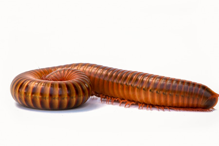 While the millipede Safety On a green backgroundの写真素材