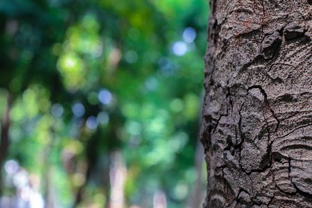 Old wooden shell tons in pretty public.の写真素材